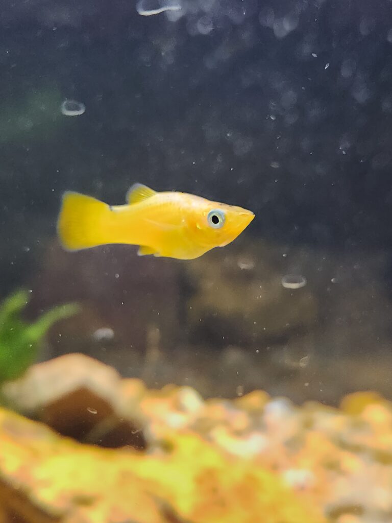 A golden yellow molly with blue eyes.