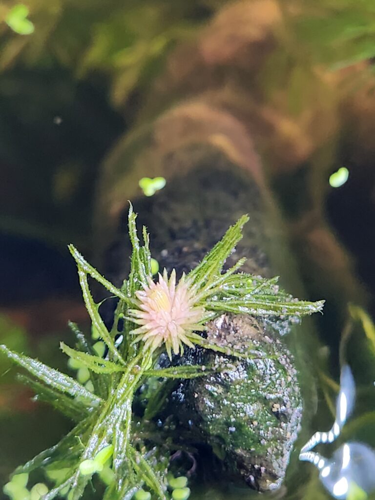 A frond of hornwort with pink new growth.