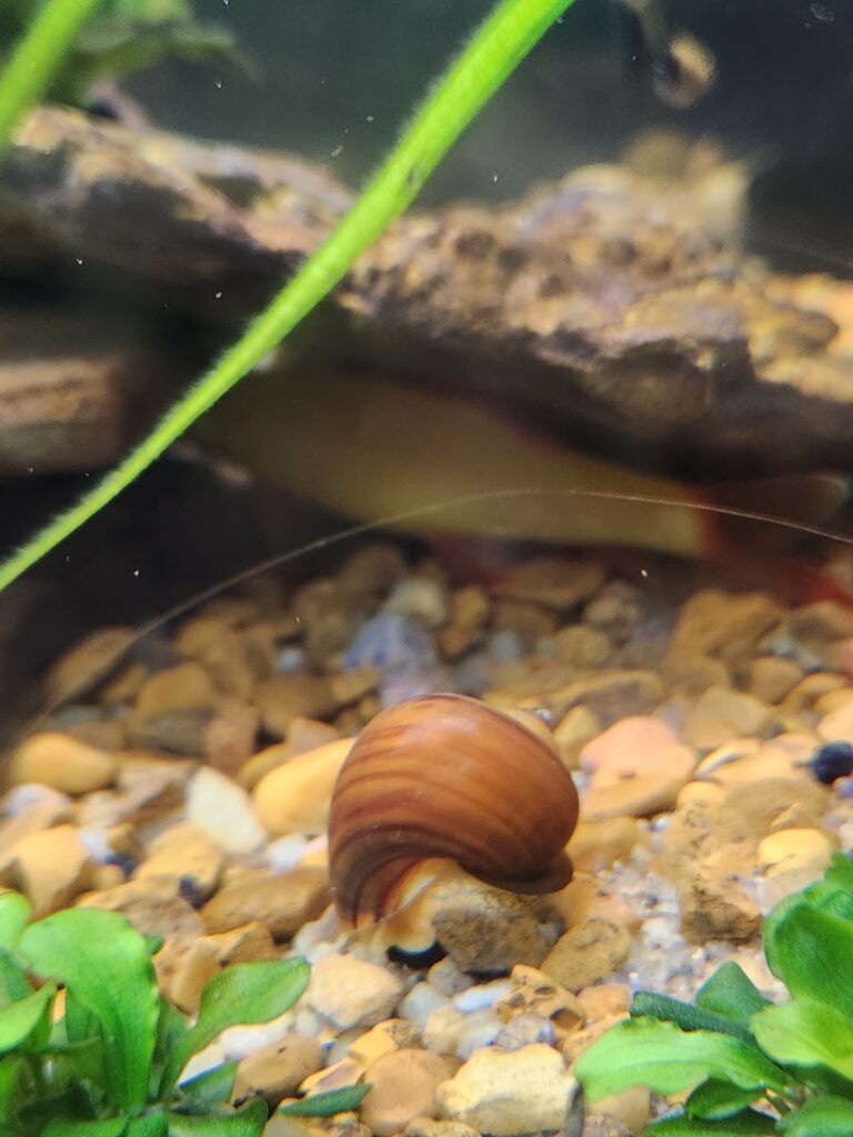 A chestnut mystery snail.