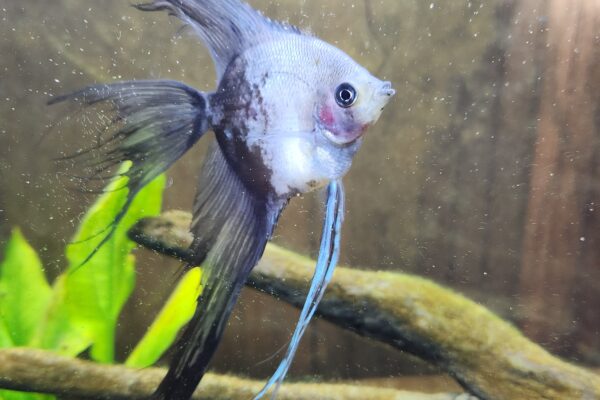 A half smoky phillipine blue veiltail angelfish.