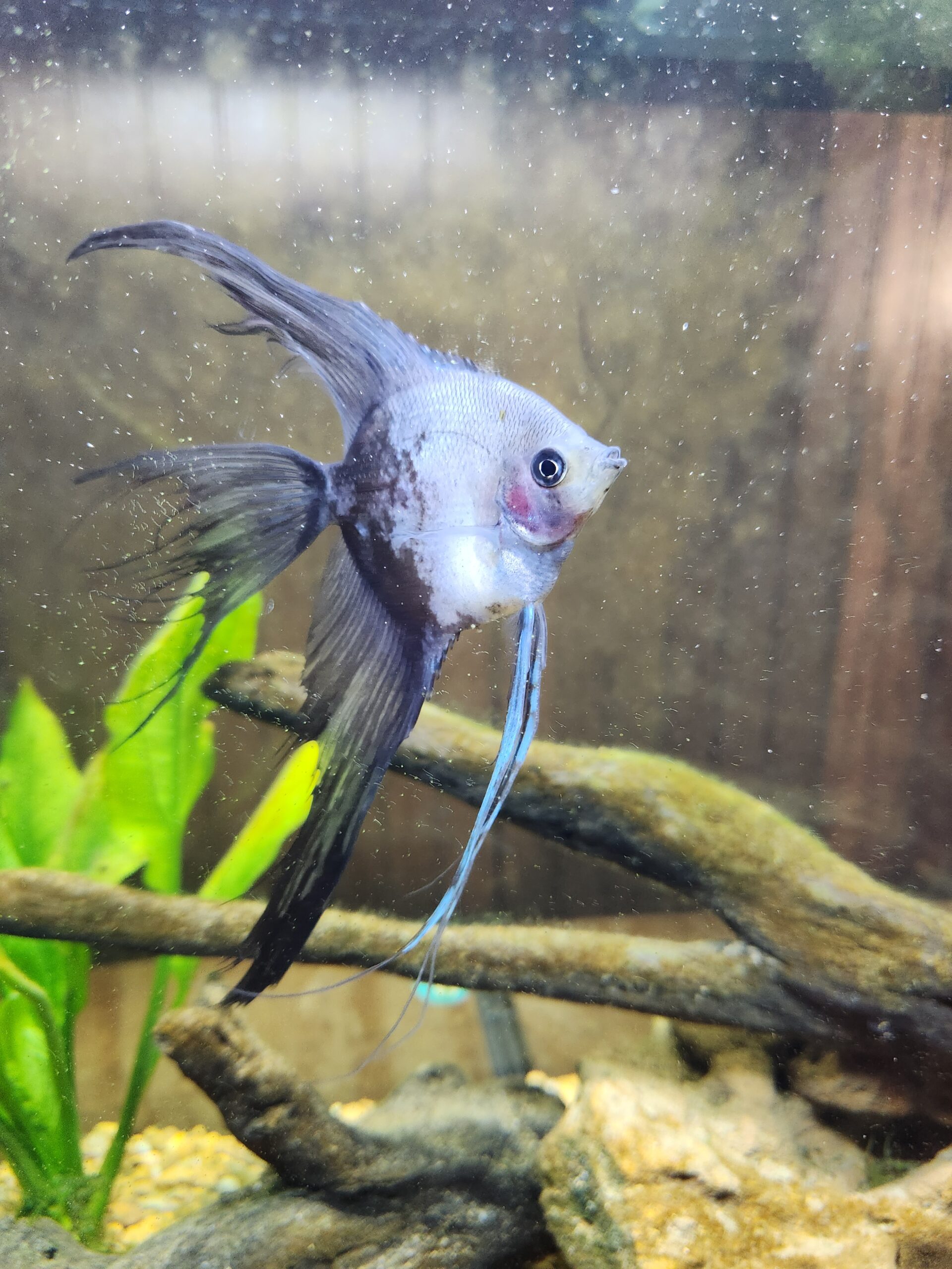 A half smoky phillipine blue veiltail angelfish.